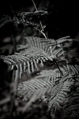 Wattle foliage