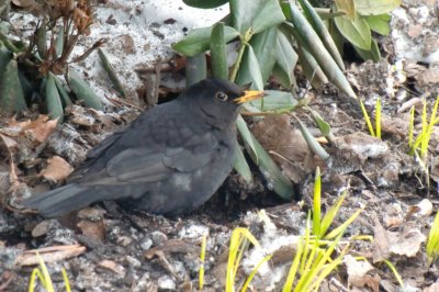 blackbird search for worms
