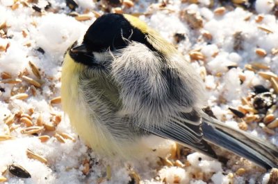 tired great tit