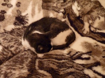 sleeping
