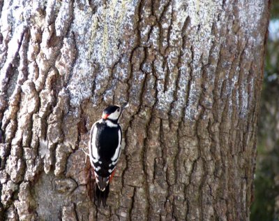 woodpecker