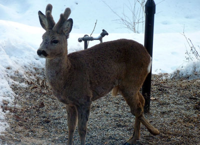 roe deer with a brooken leg