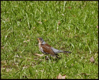 fieldfare