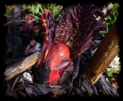 rhubarb