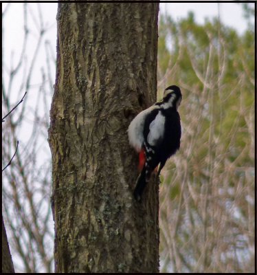 pregnant woodpecker