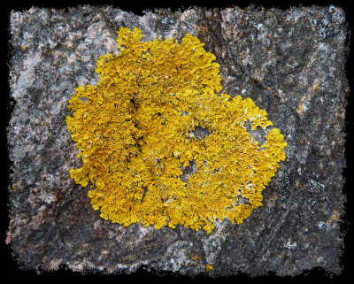 yellow lichen on the rocks