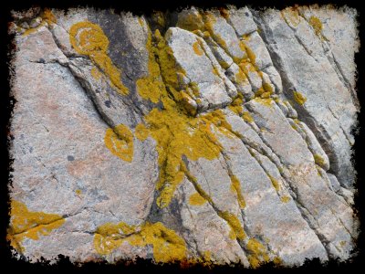 yellow lichen on the rocks