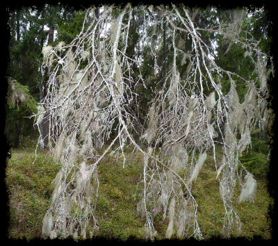 beard lichen