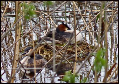 great crested grebe