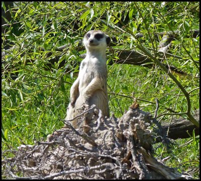 Parken Zoo surikat