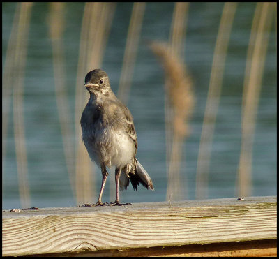 a new wagtail