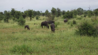 IMG_0230.jpg