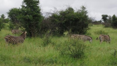 IMG_0233.jpg