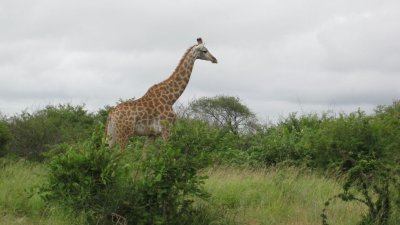 IMG_0250.jpg