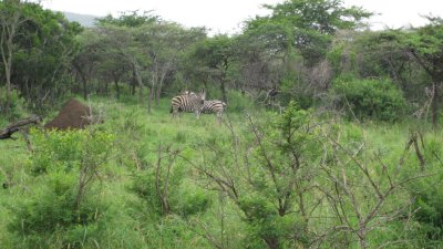 IMG_0367.jpg