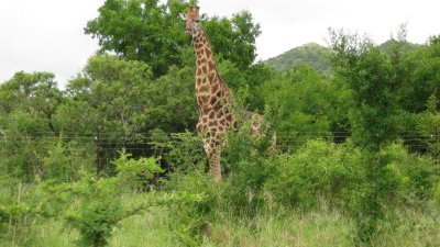 IMG_0374.jpg