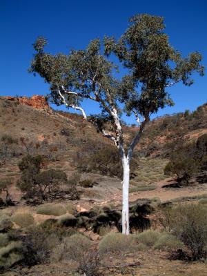 Flinders Tree