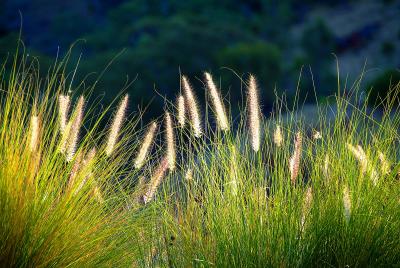  Baraba Golden Grasses