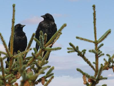 ravens__crows