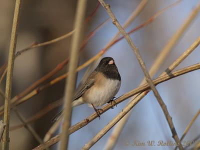 junco