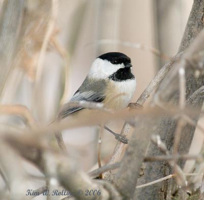 w800chicadee_1230264.jpg