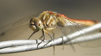 A W ssP9129424-01.jpg