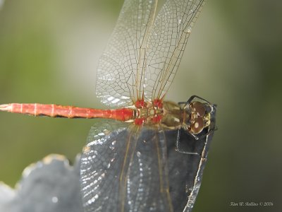 A W2P9129480-01.jpg