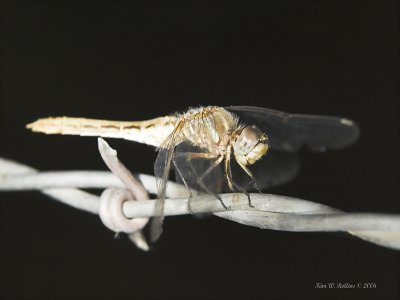 A W2P9129485-01.jpg