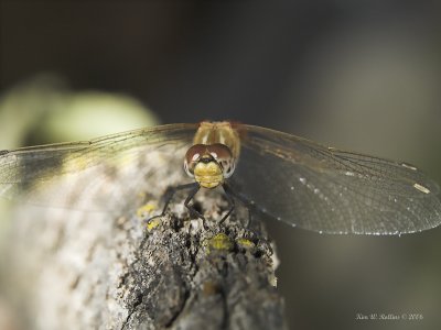 AW 2P9129469-01.jpg