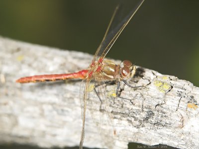 W 2P9129476-01.jpg