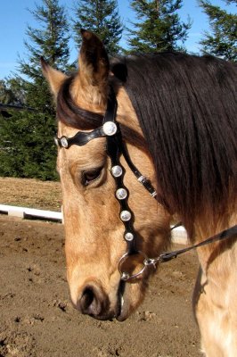 Horseback ride on a winter day