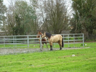 horses 029.jpg