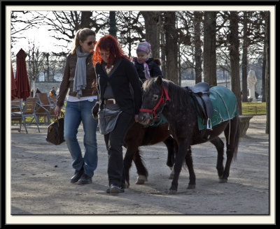 Ponies in the Tuileries