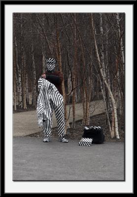 Striped Man Seeks Refuge Inside Zebra!