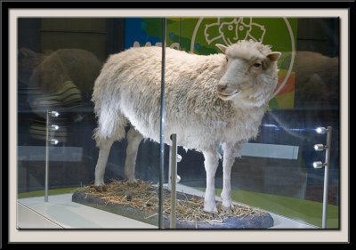 Dolly the Sheep 1996-2003