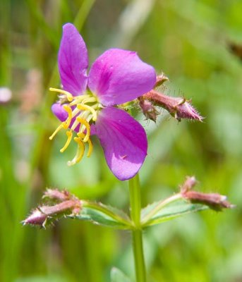 Virginia Meadow Beauty