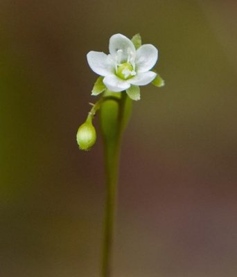 Roundleaf Sundew 4