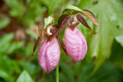Pink Lady Slippers 5