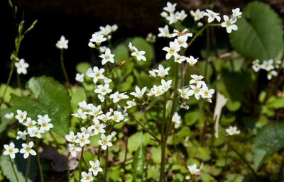 Chestnut Ridge Heritage Preserve 6