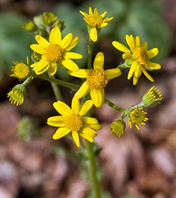 Chestnut Ridge Heritage Preserve 16