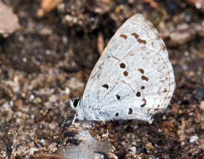 Chestnut Ridge Heritage Preserve 19