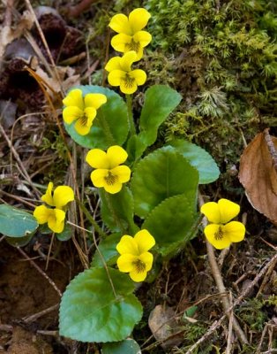 Roundleaf Yellow Violet 1