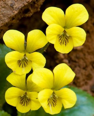 Roundleaf Yellow Violet 2