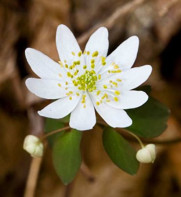 Rue Anemone 1