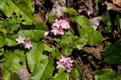 Trailing Arbutus 1