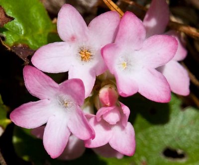 Trailing Arbutus 2