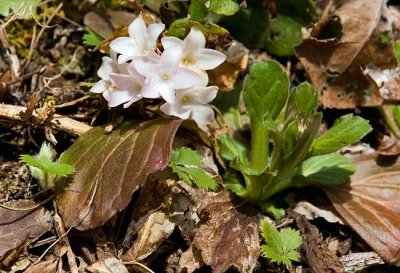 Trailing Arbutus 3