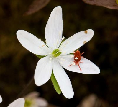 Hepatica 2