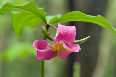 Catesby's Trillium 1