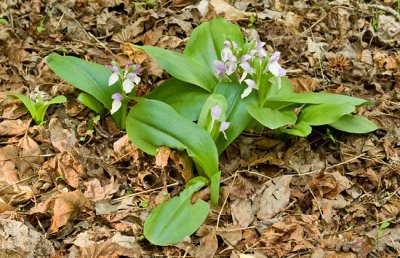 Showy Orchis 2